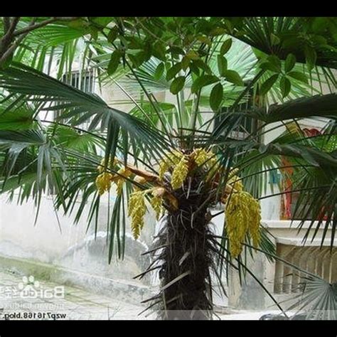 棕櫚樹風水